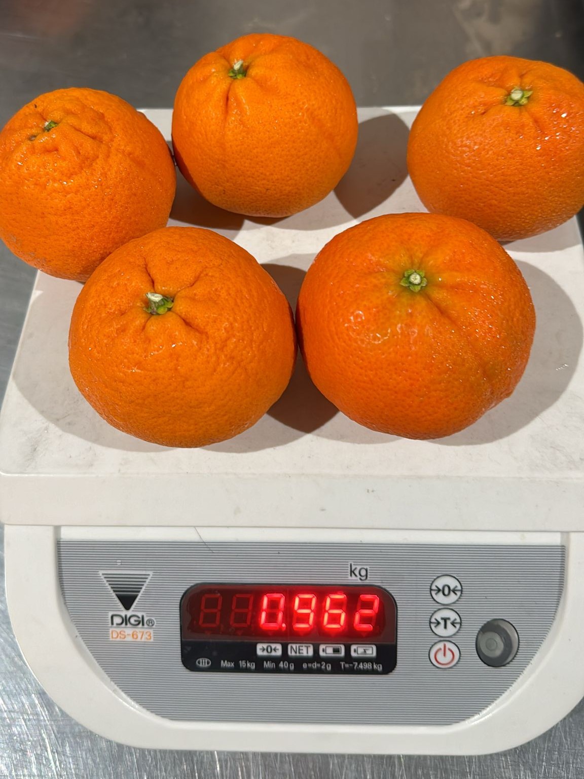 Citrus oranges being weighed on a packhouse scale