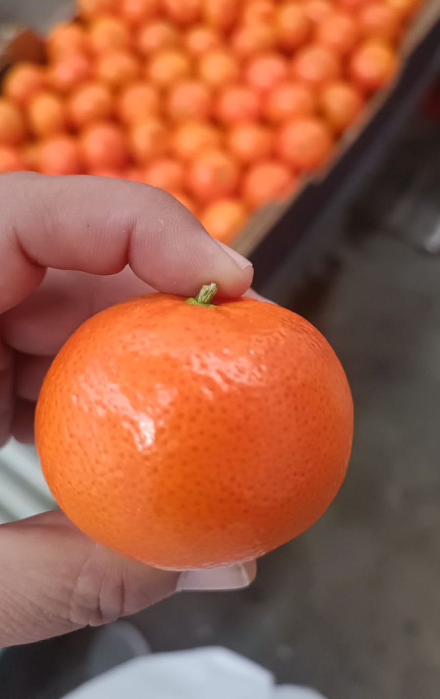 Fresh mandarin with long green stem held up at packhouse