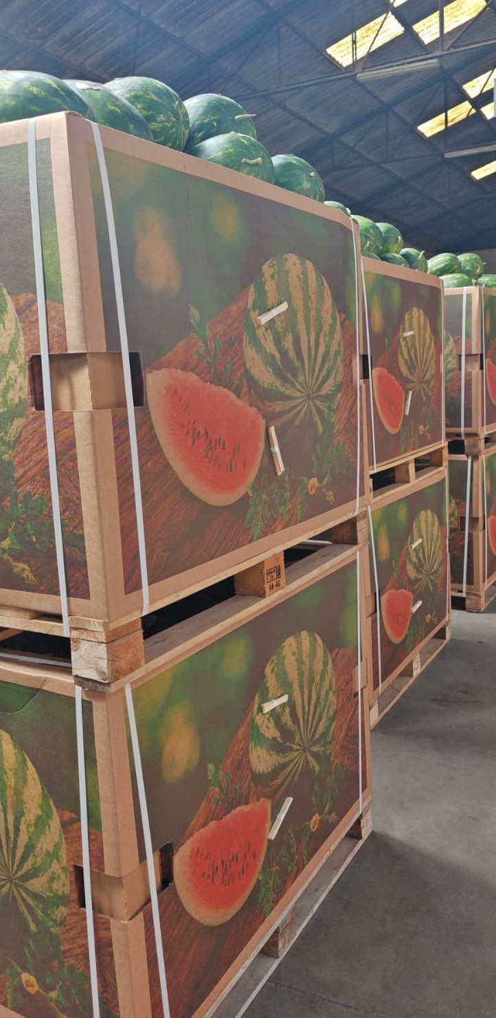 Watermelon shipment crates in warehouse ready for inspection