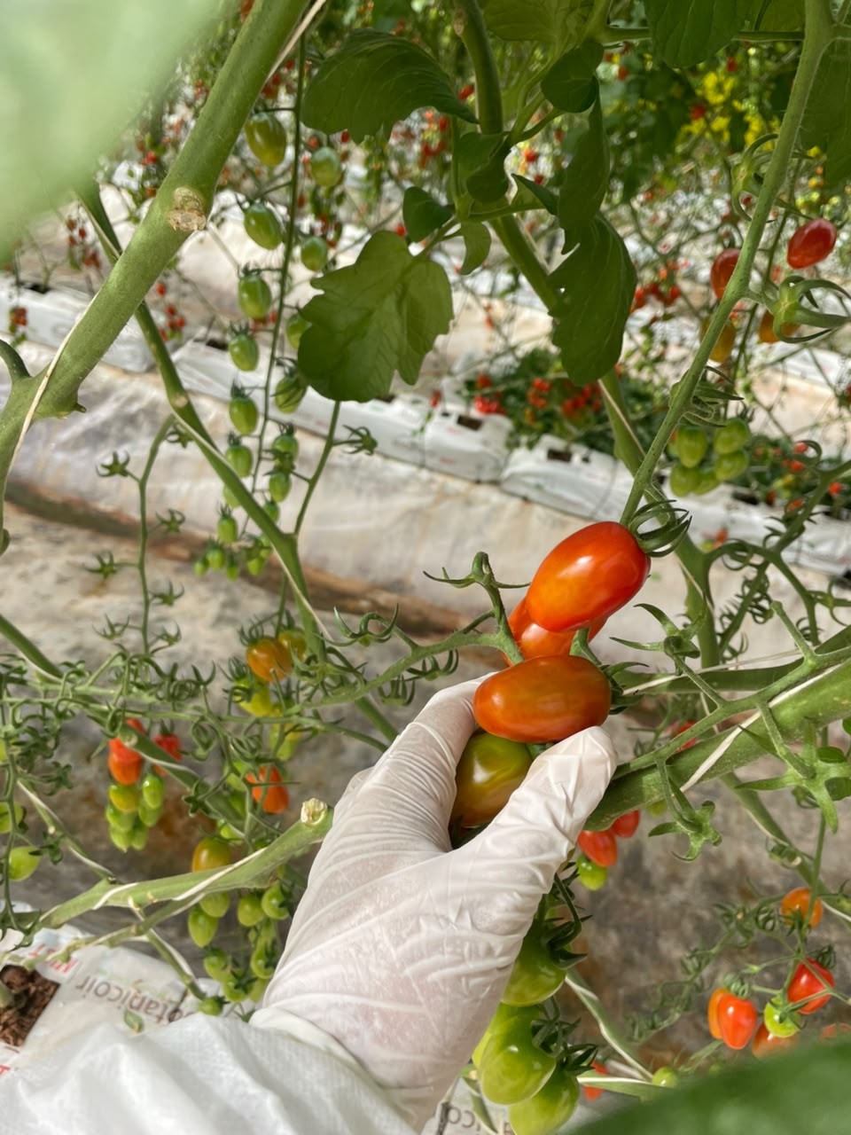 Greenhouse-grown tomatoes on the vine