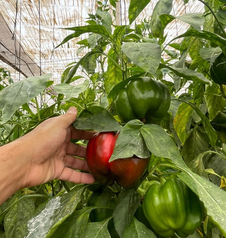 Assorted fresh bell peppers in packhouse