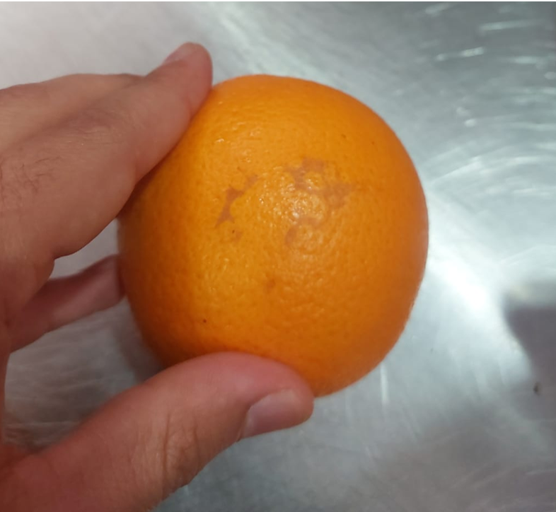 Orange inspected for skin defects during quality control