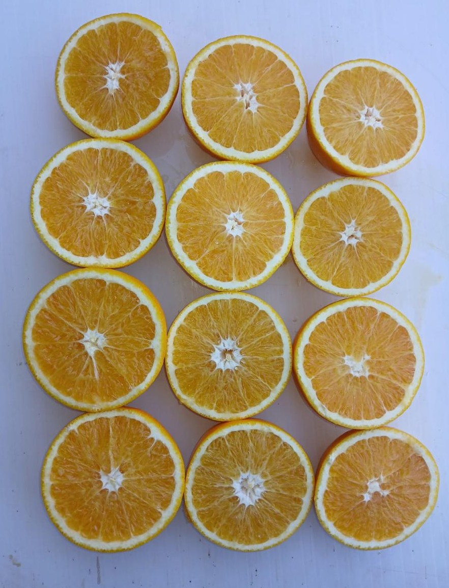Fresh oranges sliced for quality check