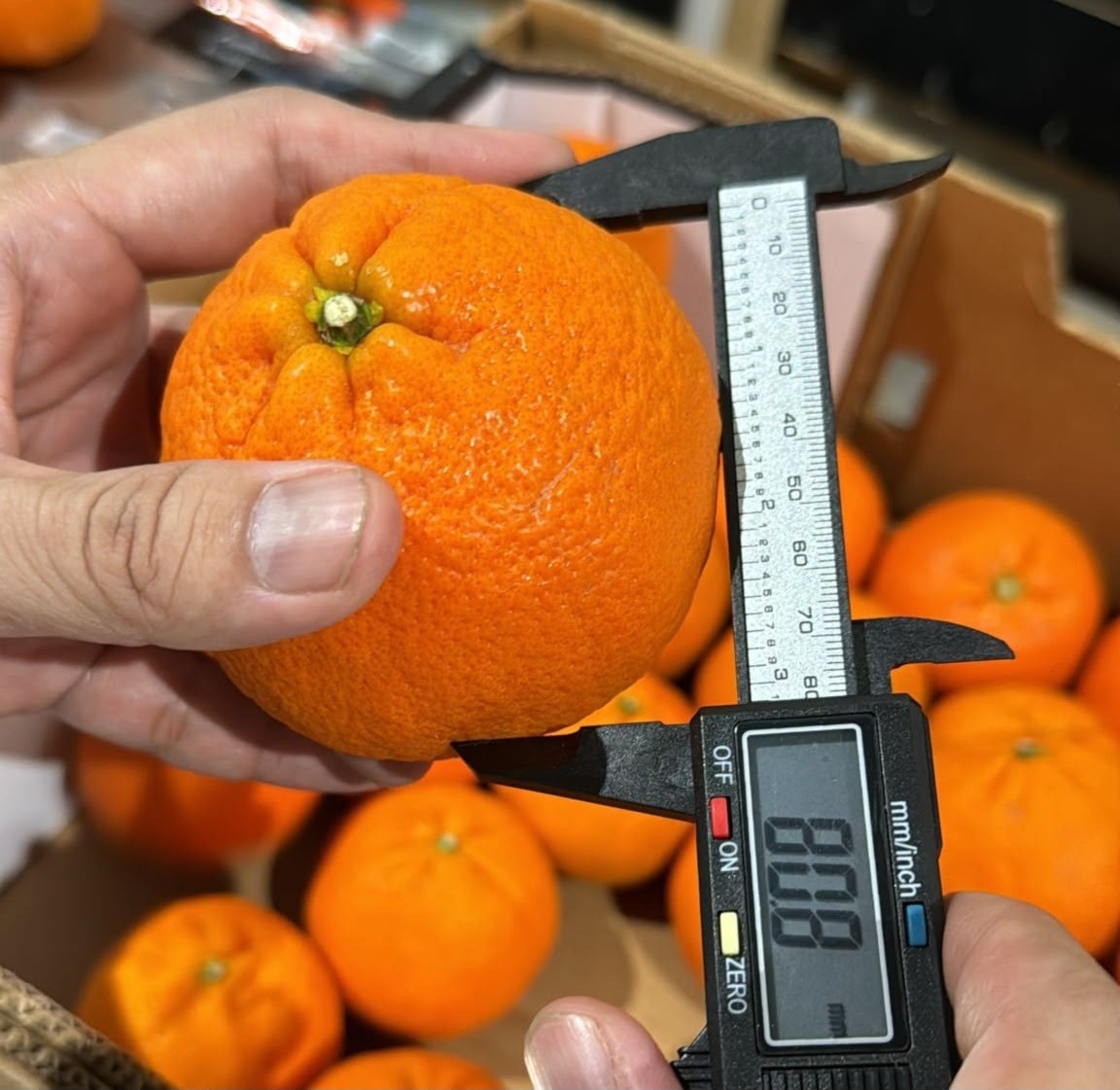Orange measured with caliper for calibration