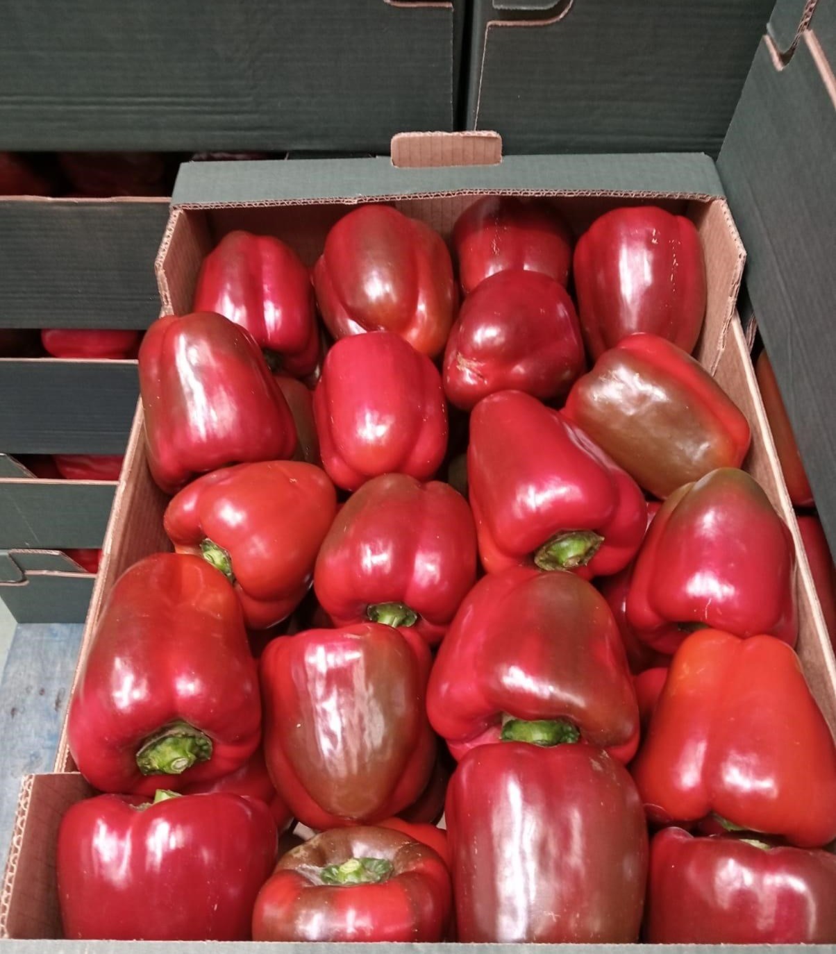 Red bell peppers packed in export crate