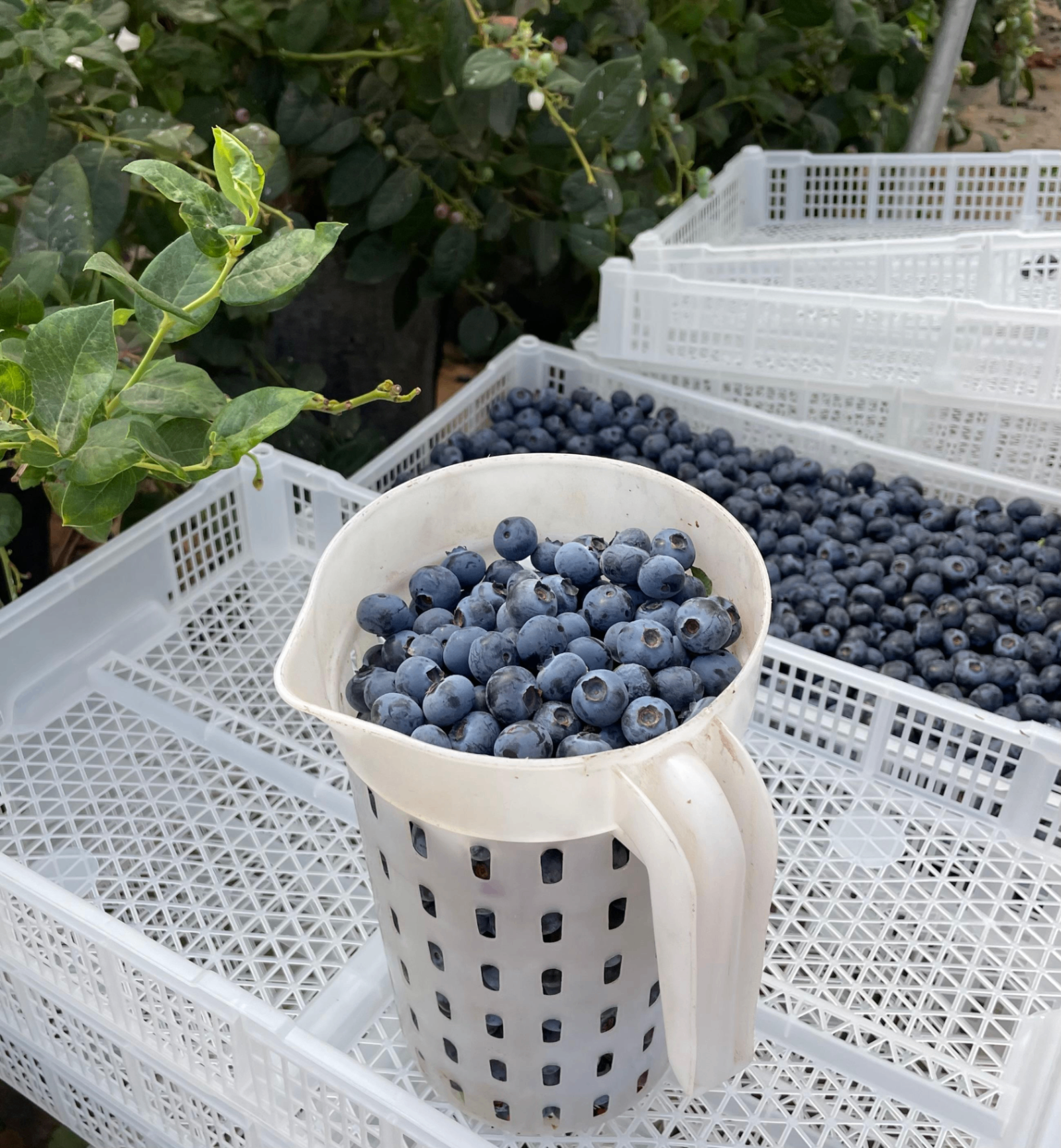 Blueberries being graded and sorted for quality