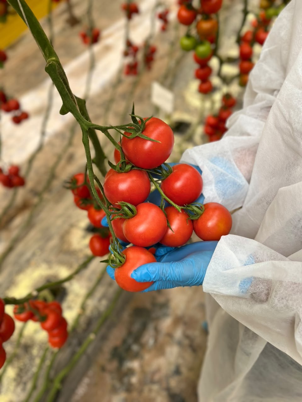 Fresh red tomatoes held in hand