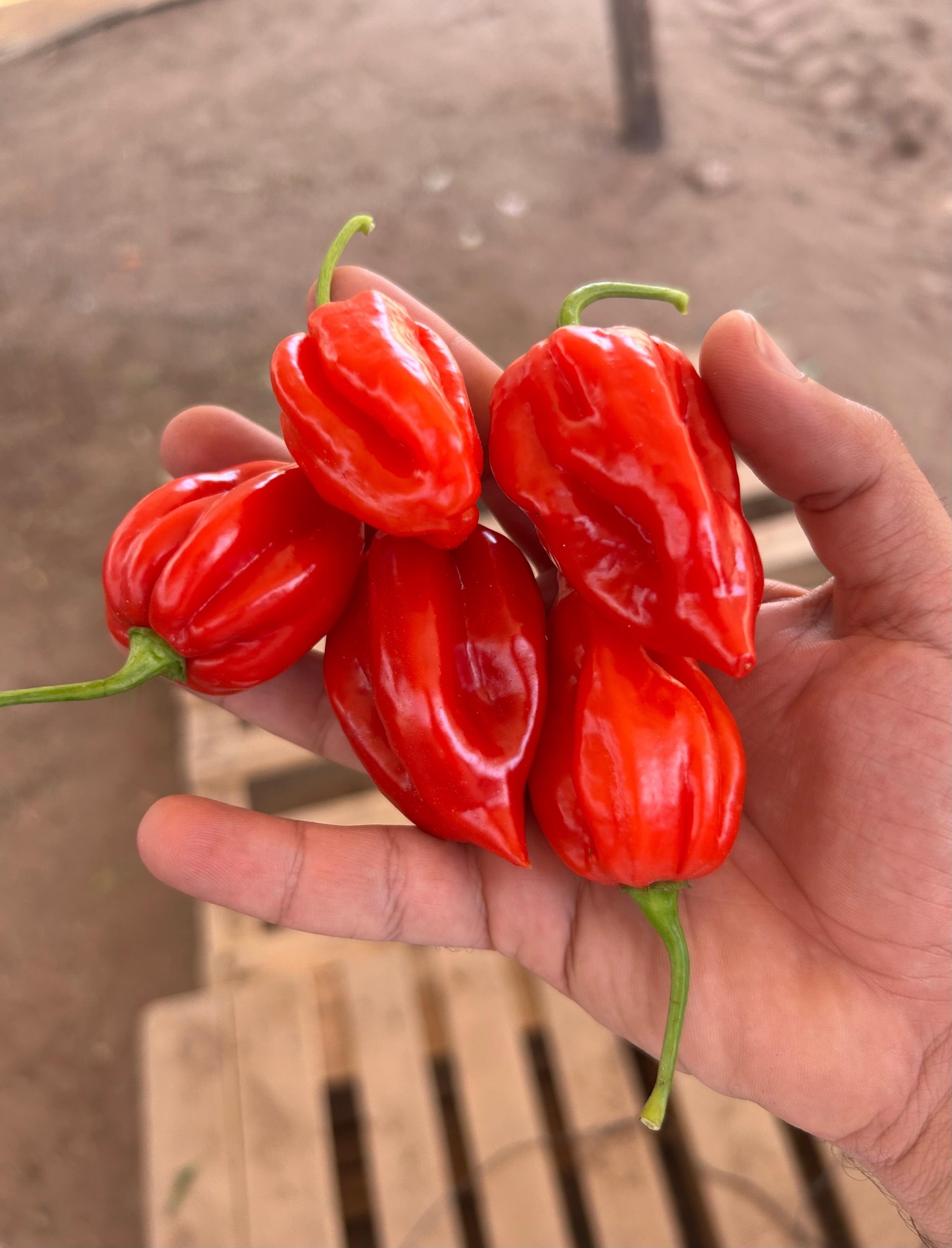 Fresh red chili peppers ready for grading