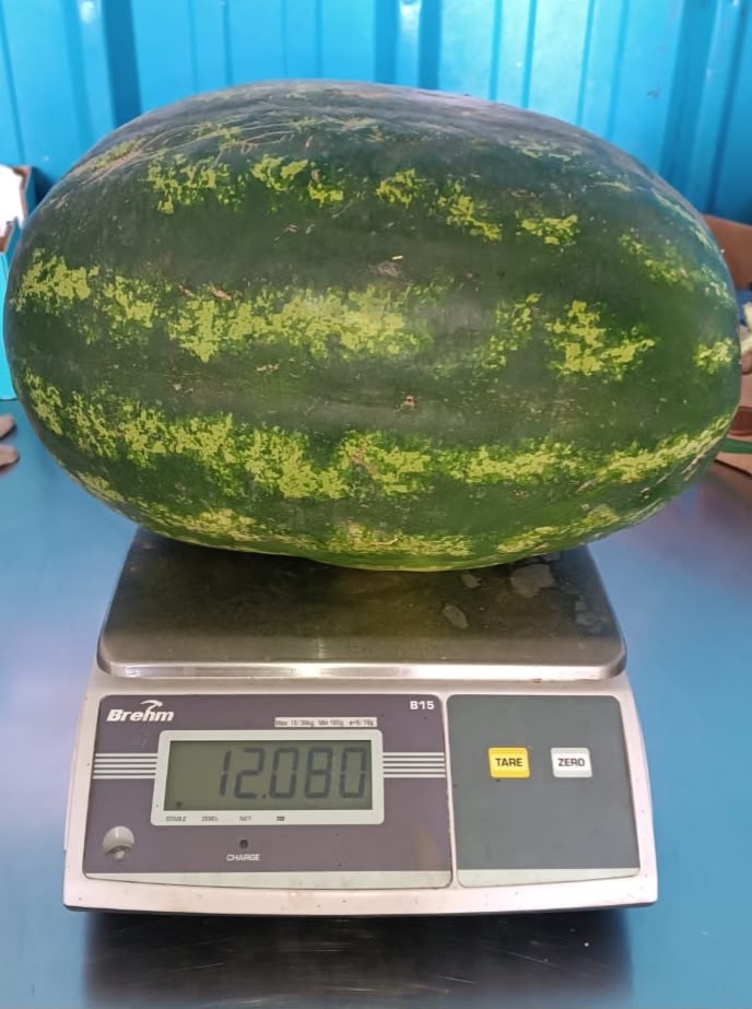 Fresh watermelon being weighed on a scale