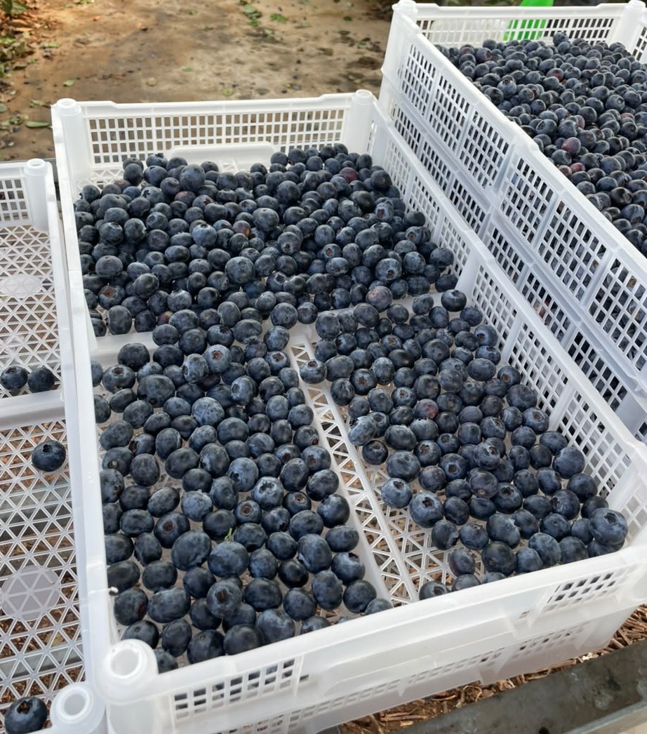Blueberry harvest crates ready for packing